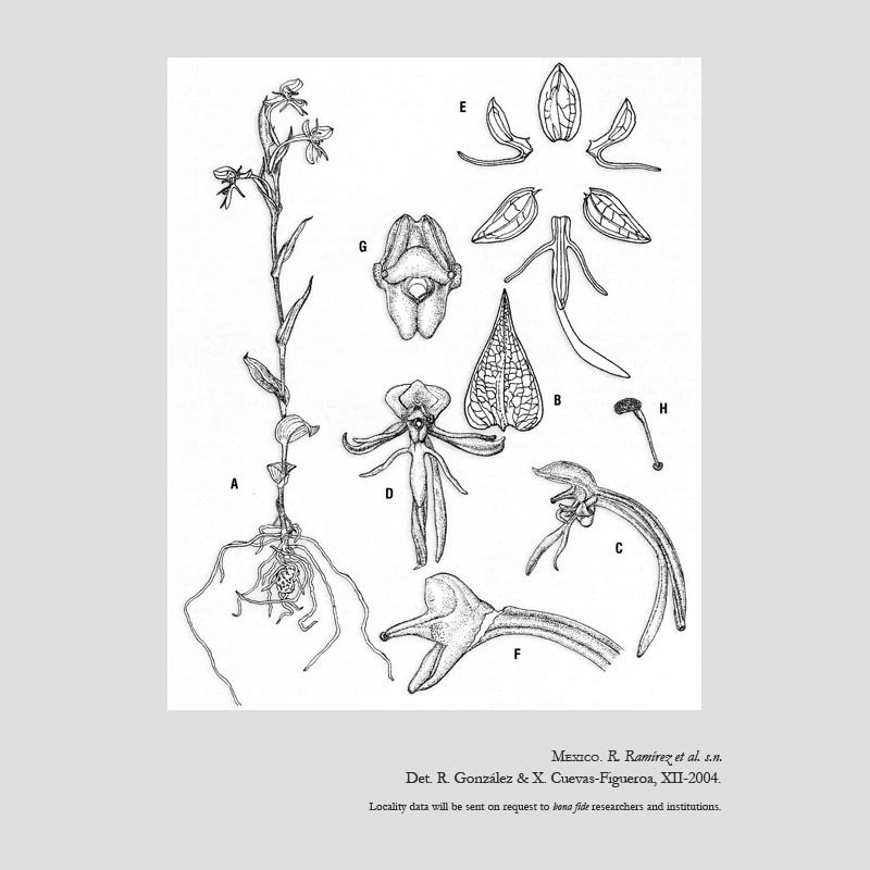 Habenaria cuevasiana
